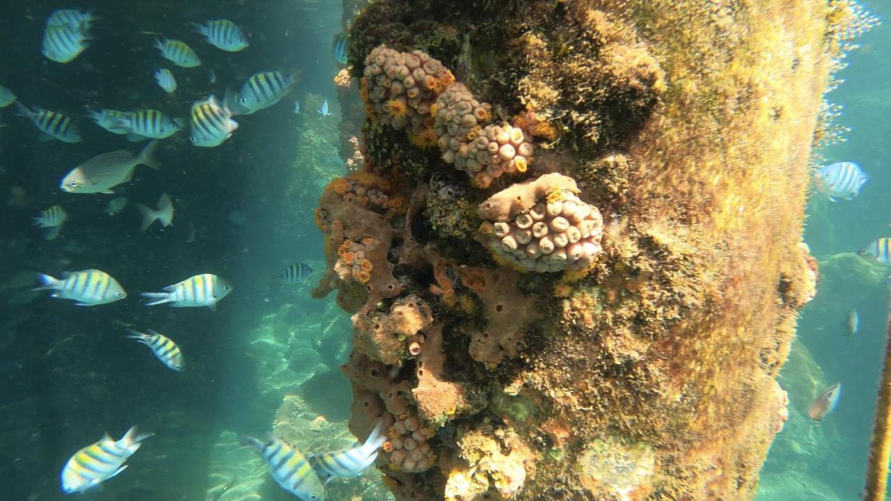 Pousada Conves - Ilha Grande Praia de Araçatiba Buitenkant foto