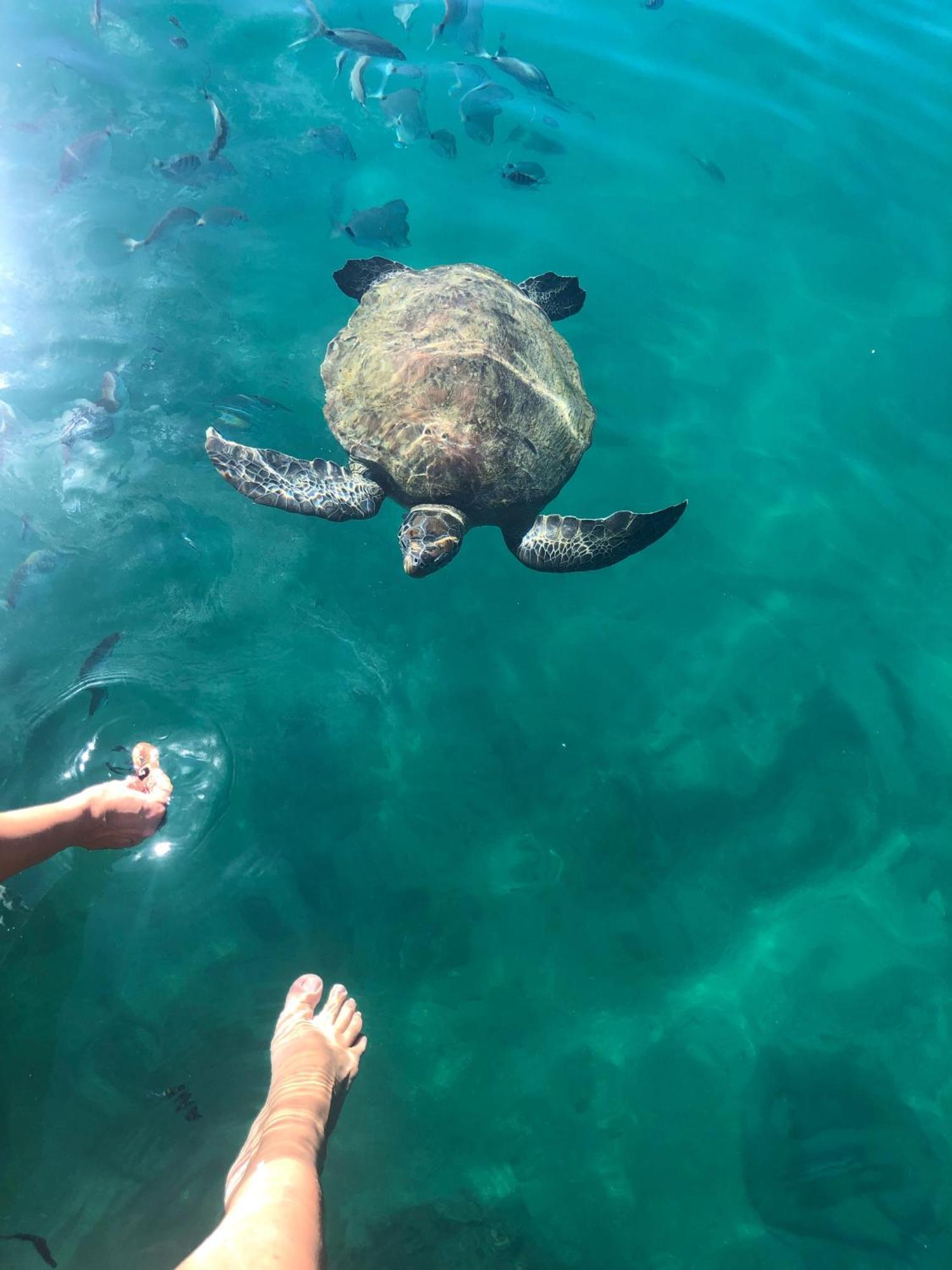 Pousada Conves - Ilha Grande Praia de Araçatiba Buitenkant foto
